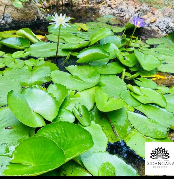Sidhangana Home Stay Anuradhapura Εξωτερικό φωτογραφία